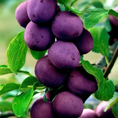 Слива домашняя Блю Свит колоновидная (в тубе)